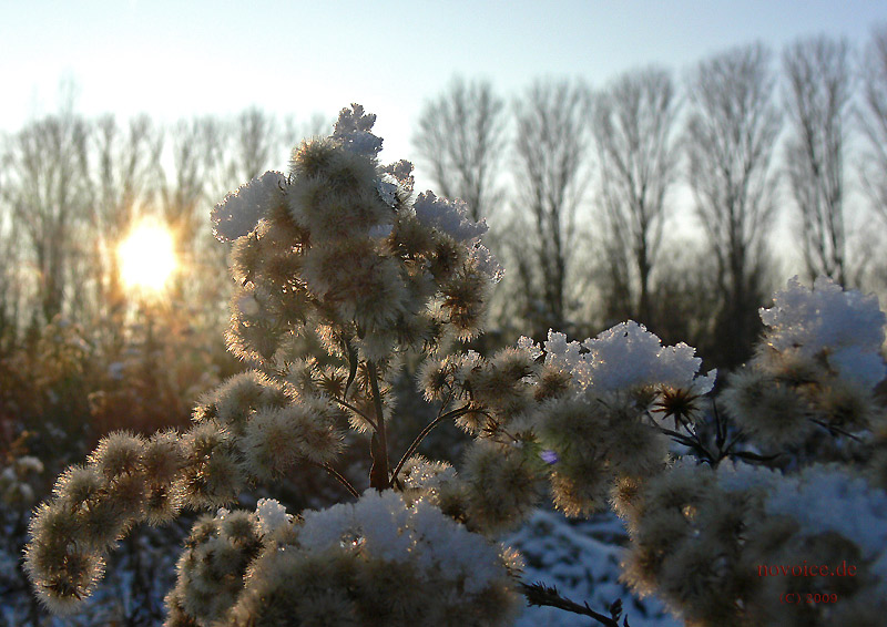 gegenlicht