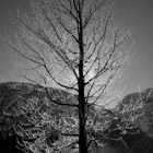 Gegenlicht: Diamond tree