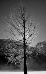 Gegenlicht: Diamond tree