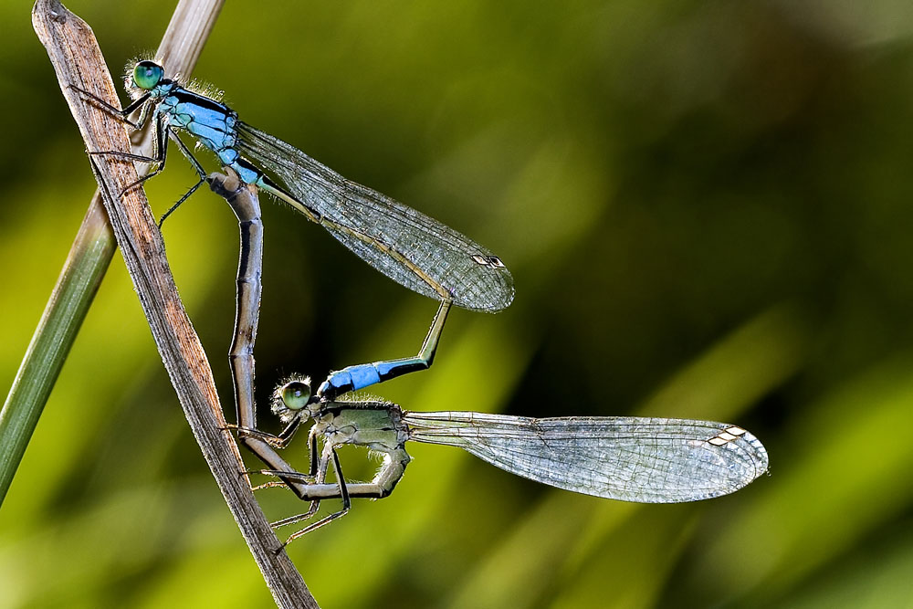 Gegenlicht Duo