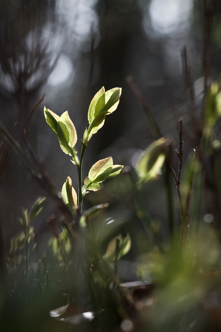 Gegenlicht