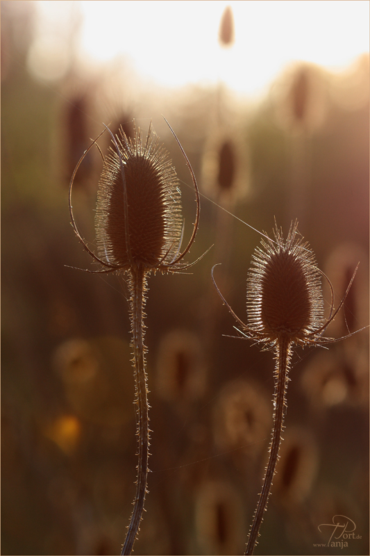 Gegenlicht