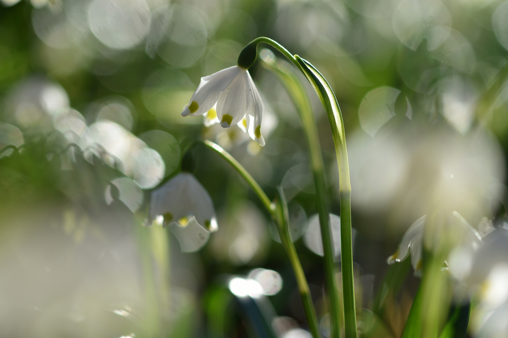 Gegenlicht