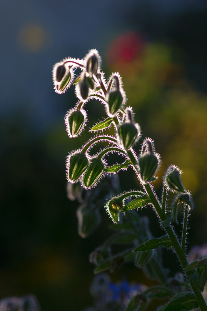 Gegenlicht