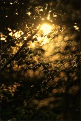 Gegenlicht