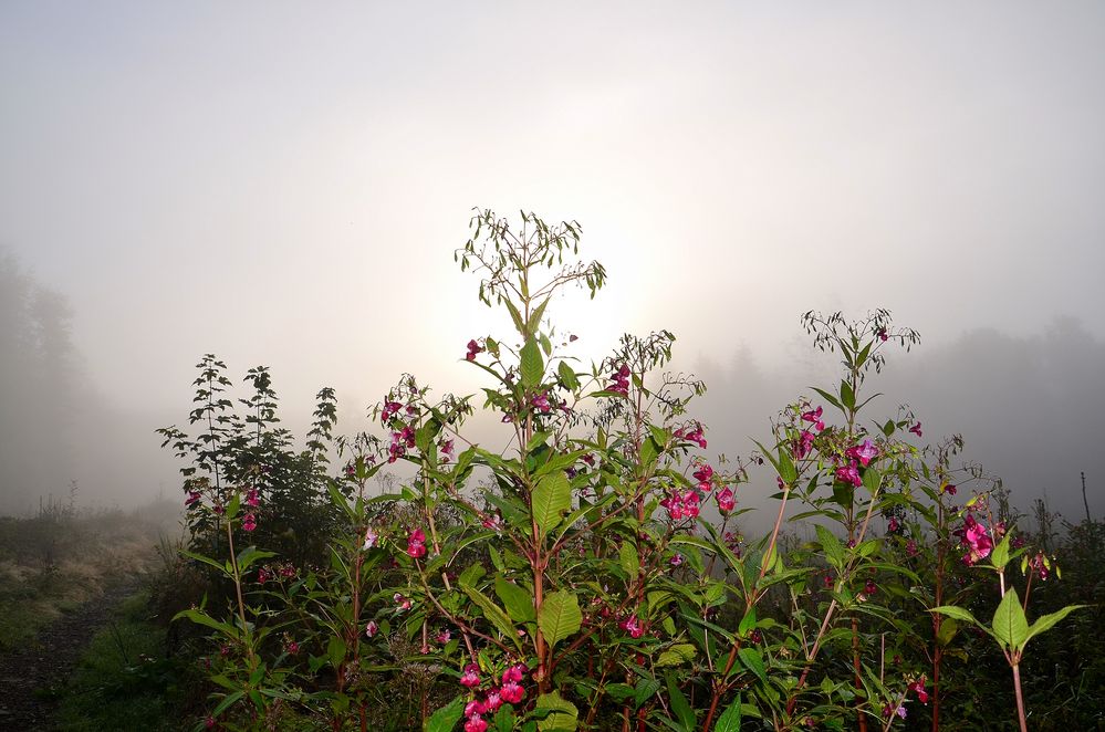 Gegenlicht im Bodennebel