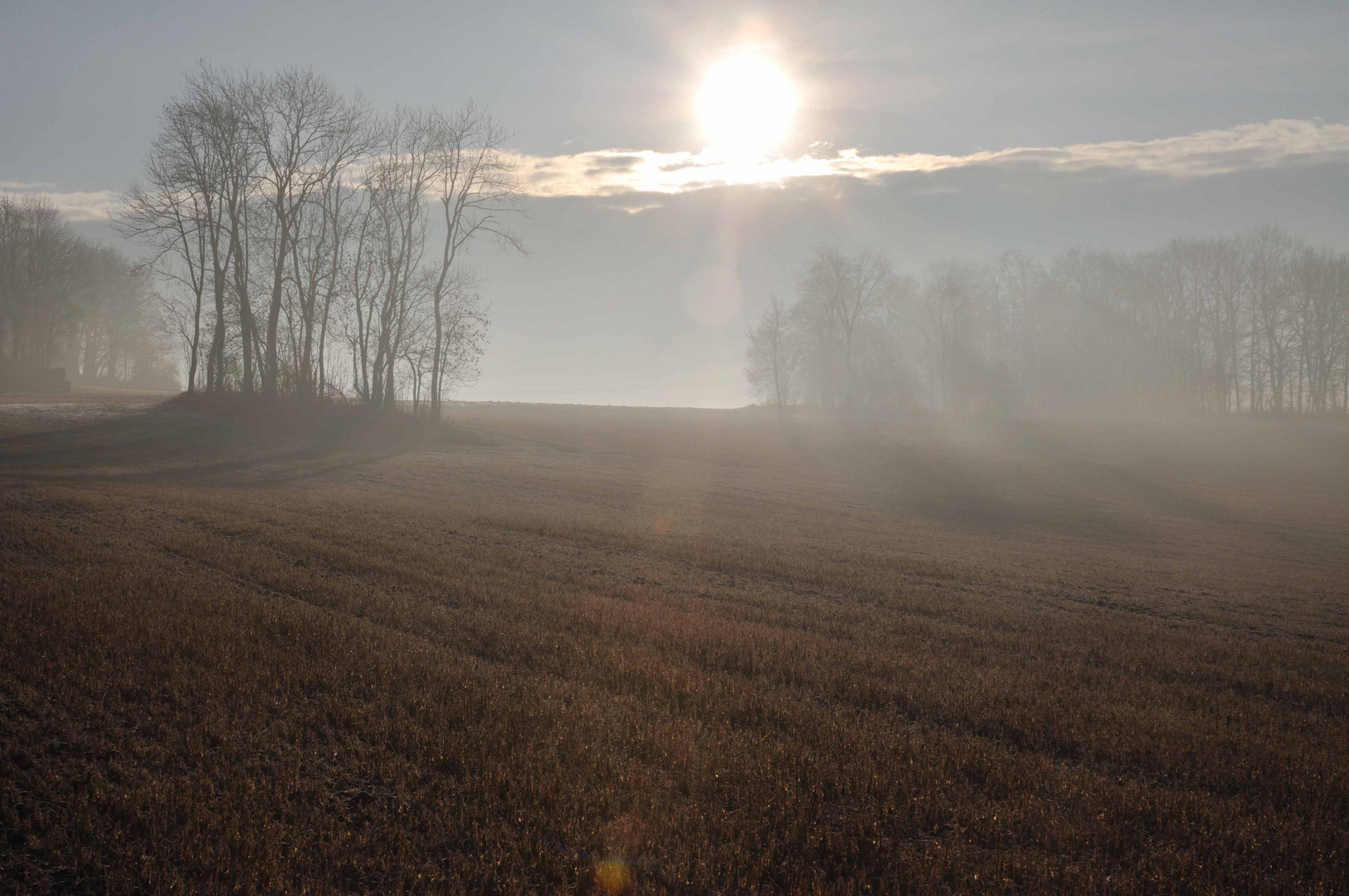 Gegenlicht im Feld