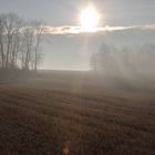 Gegenlicht im Feld