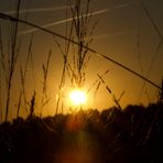 Gegenlicht im Gras by Leni