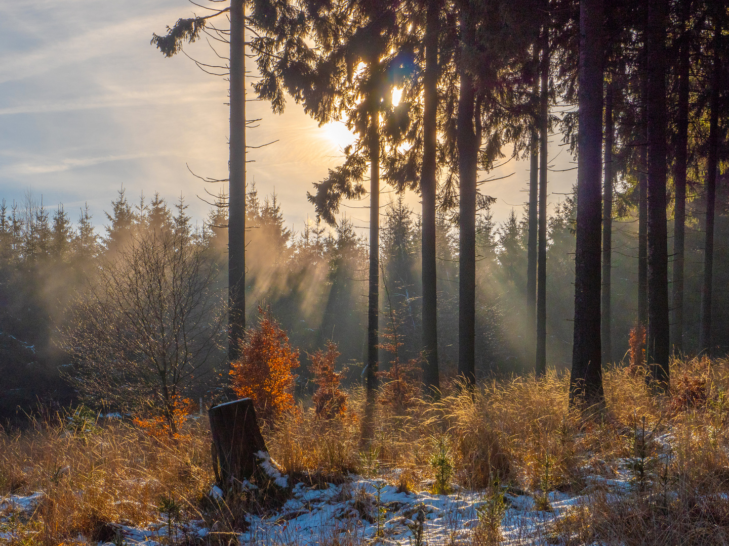 Gegenlicht im Hochwald