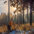 Gegenlicht im Hochwald