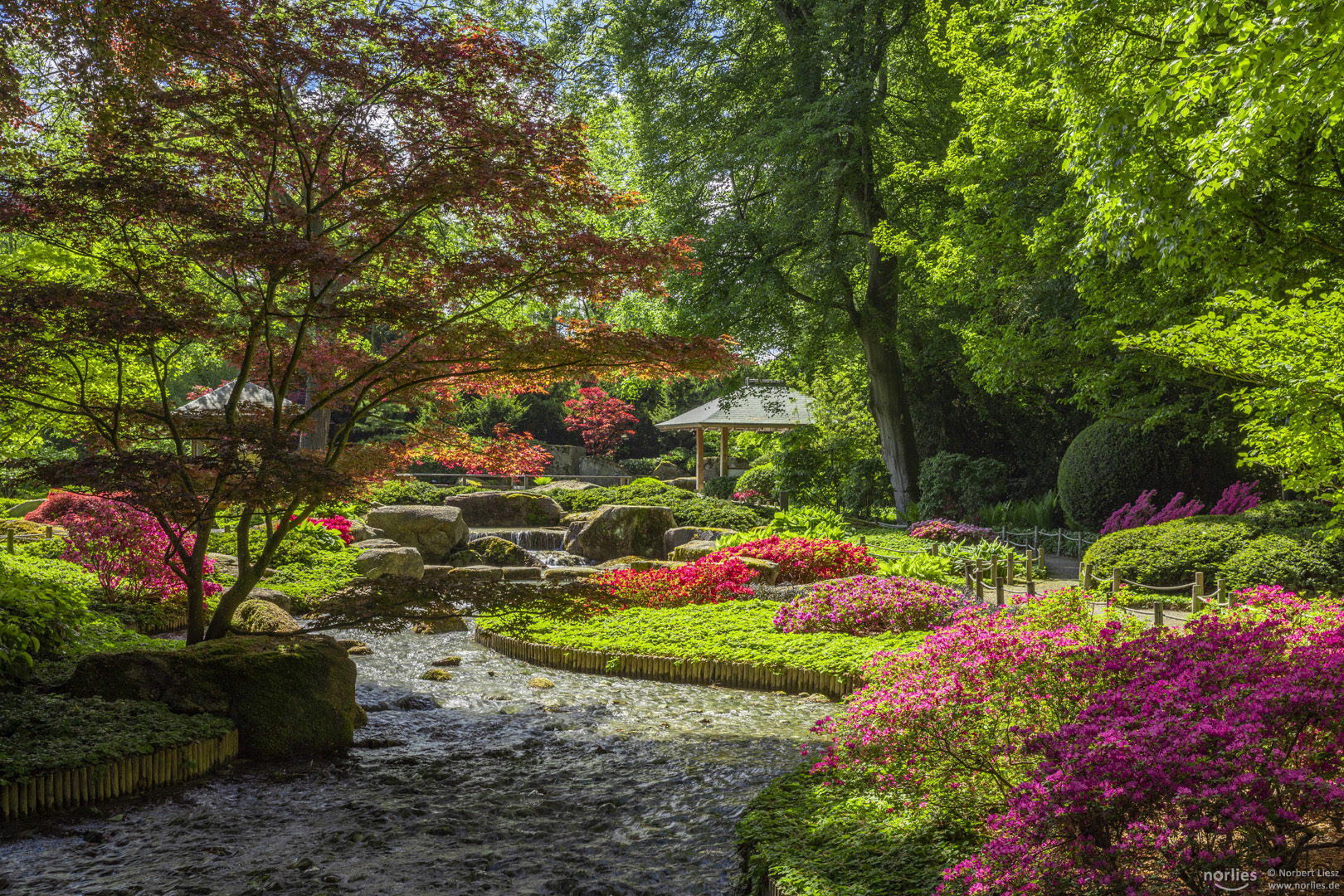 Gegenlicht im Japangarten Augsburg