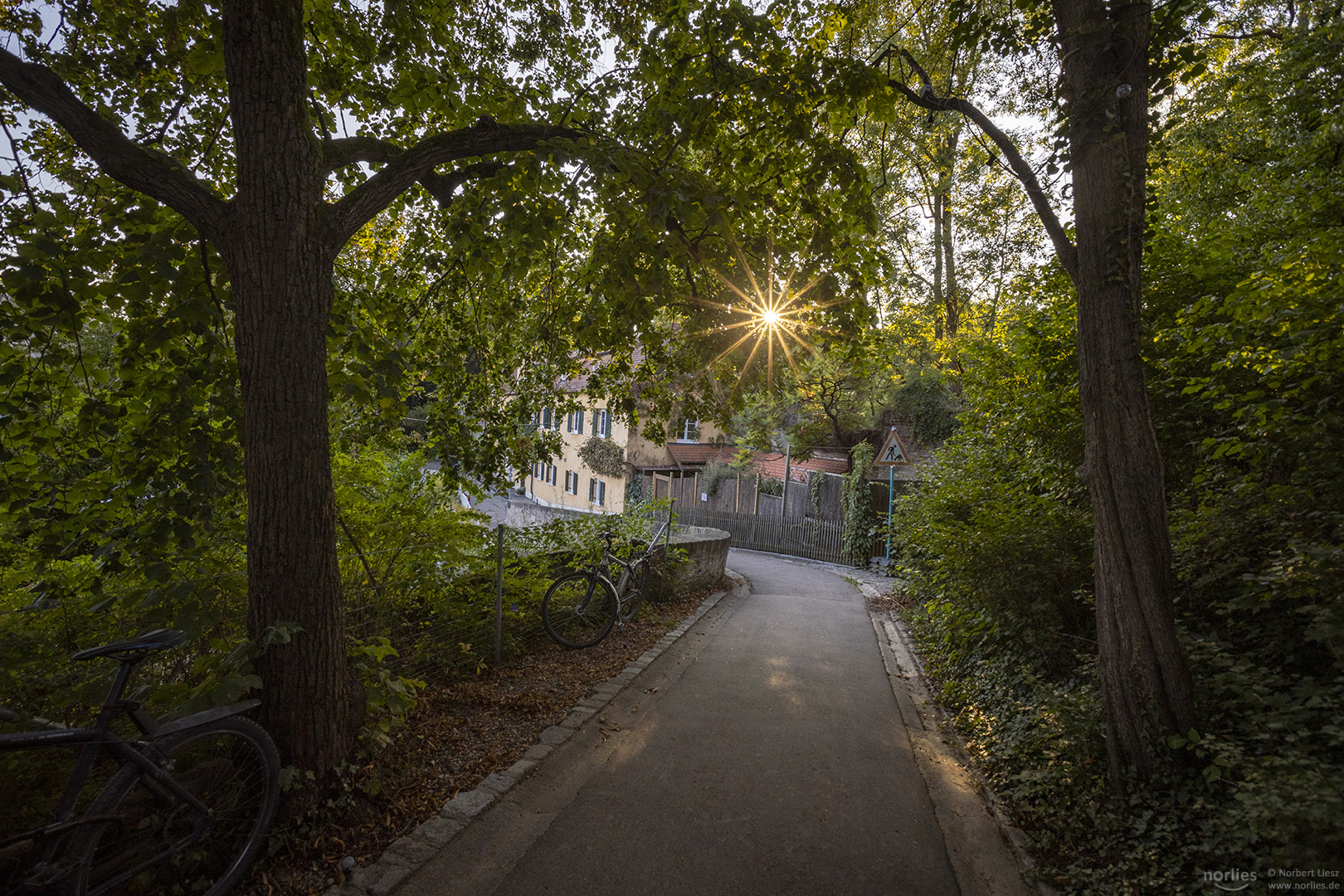 Gegenlicht im Luginsland