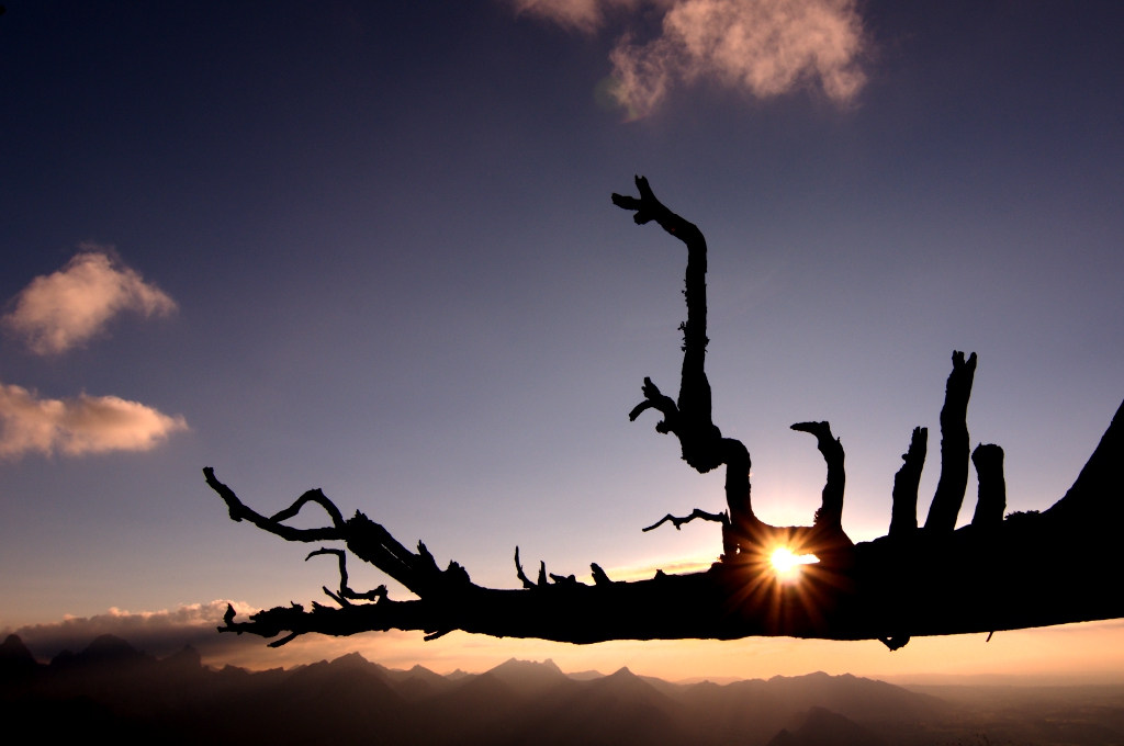 Gegenlicht im Naturpark