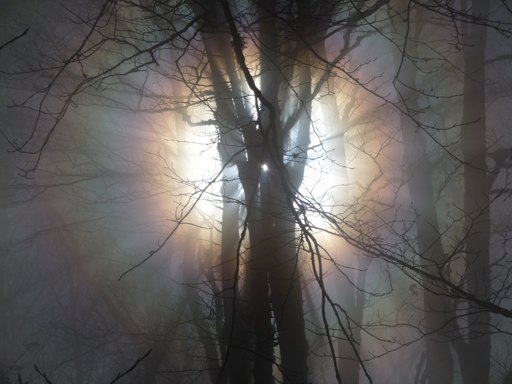 Gegenlicht im Nebelwald