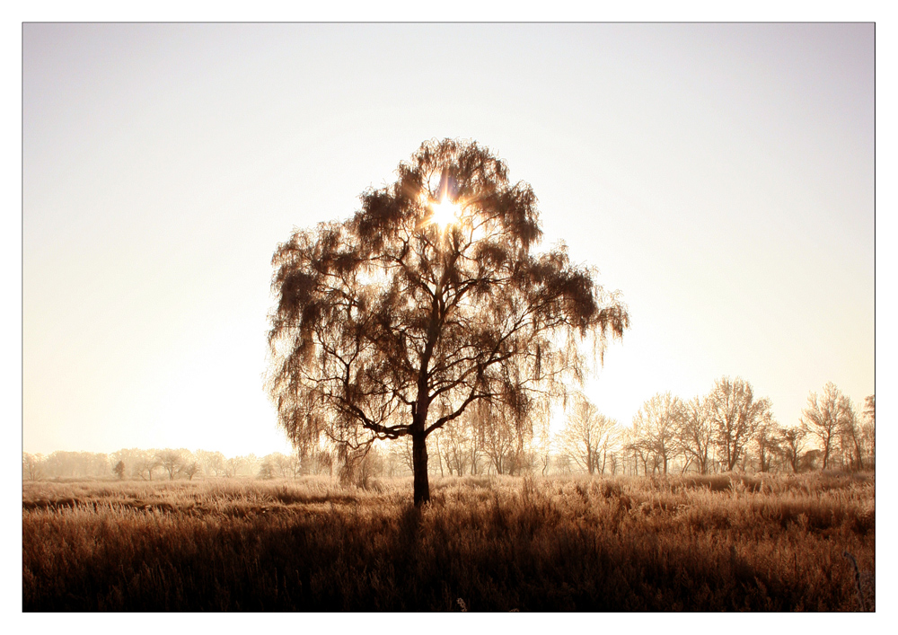 Gegenlicht im November