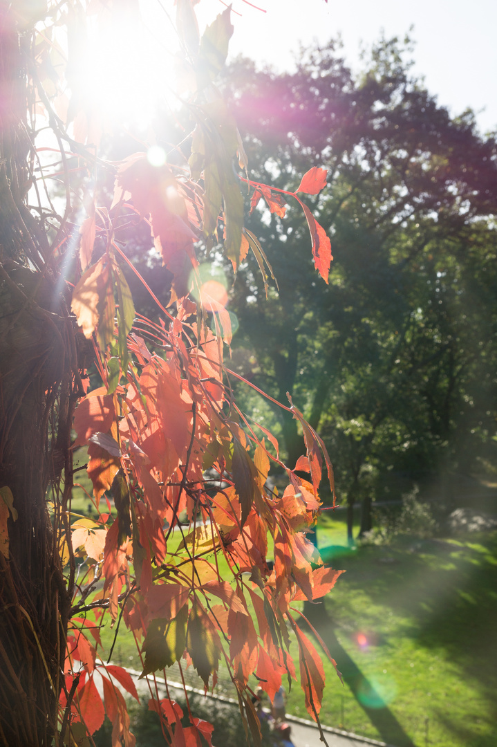 Gegenlicht im Park