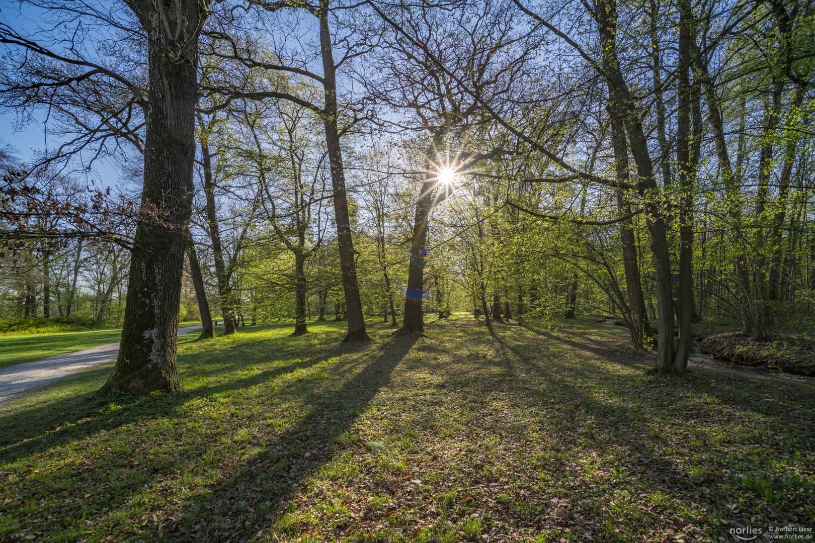 Gegenlicht im Park