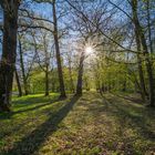 Gegenlicht im Park