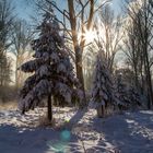 Gegenlicht im Schnee