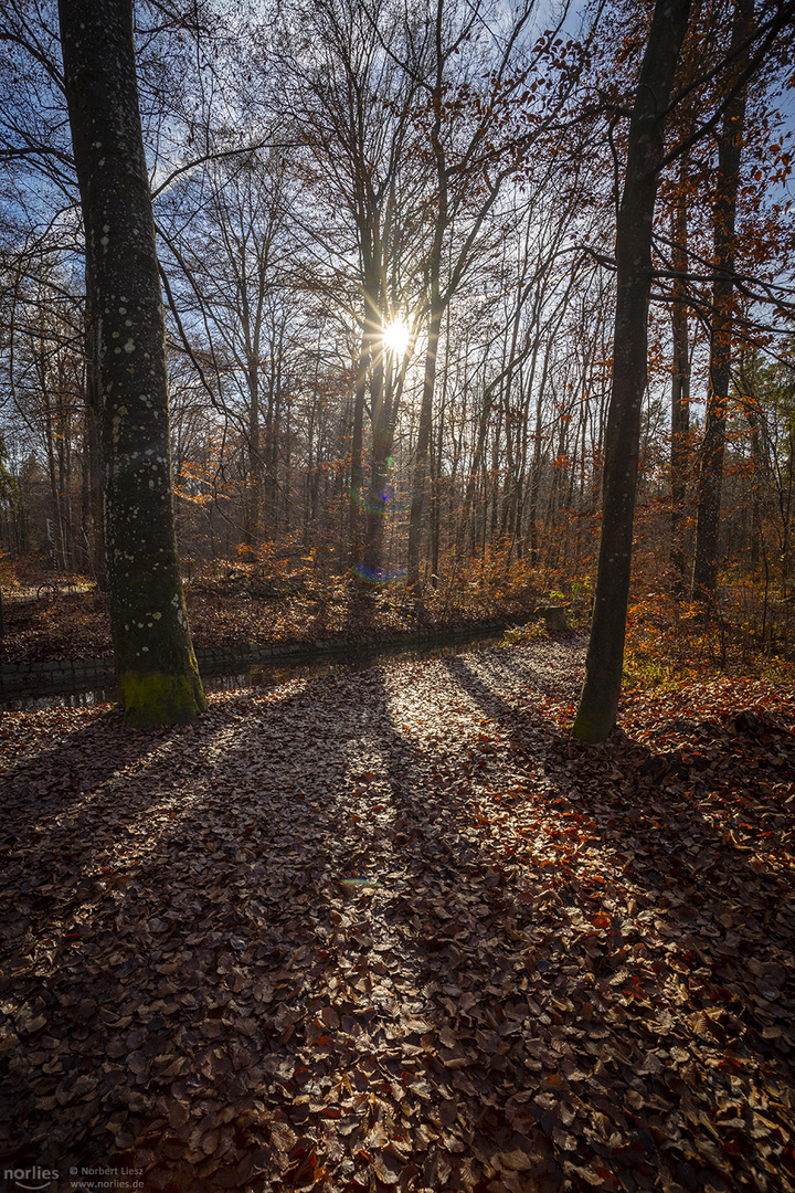 Gegenlicht im Siebentischwald