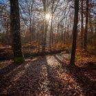 Gegenlicht im Siebentischwald