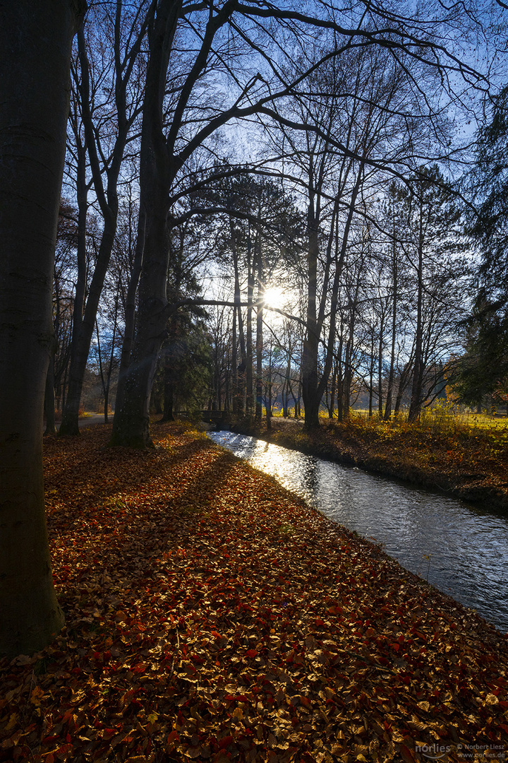 Gegenlicht im Siebentischwald