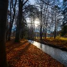 Gegenlicht im Siebentischwald