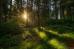 Gegenlicht im Wald