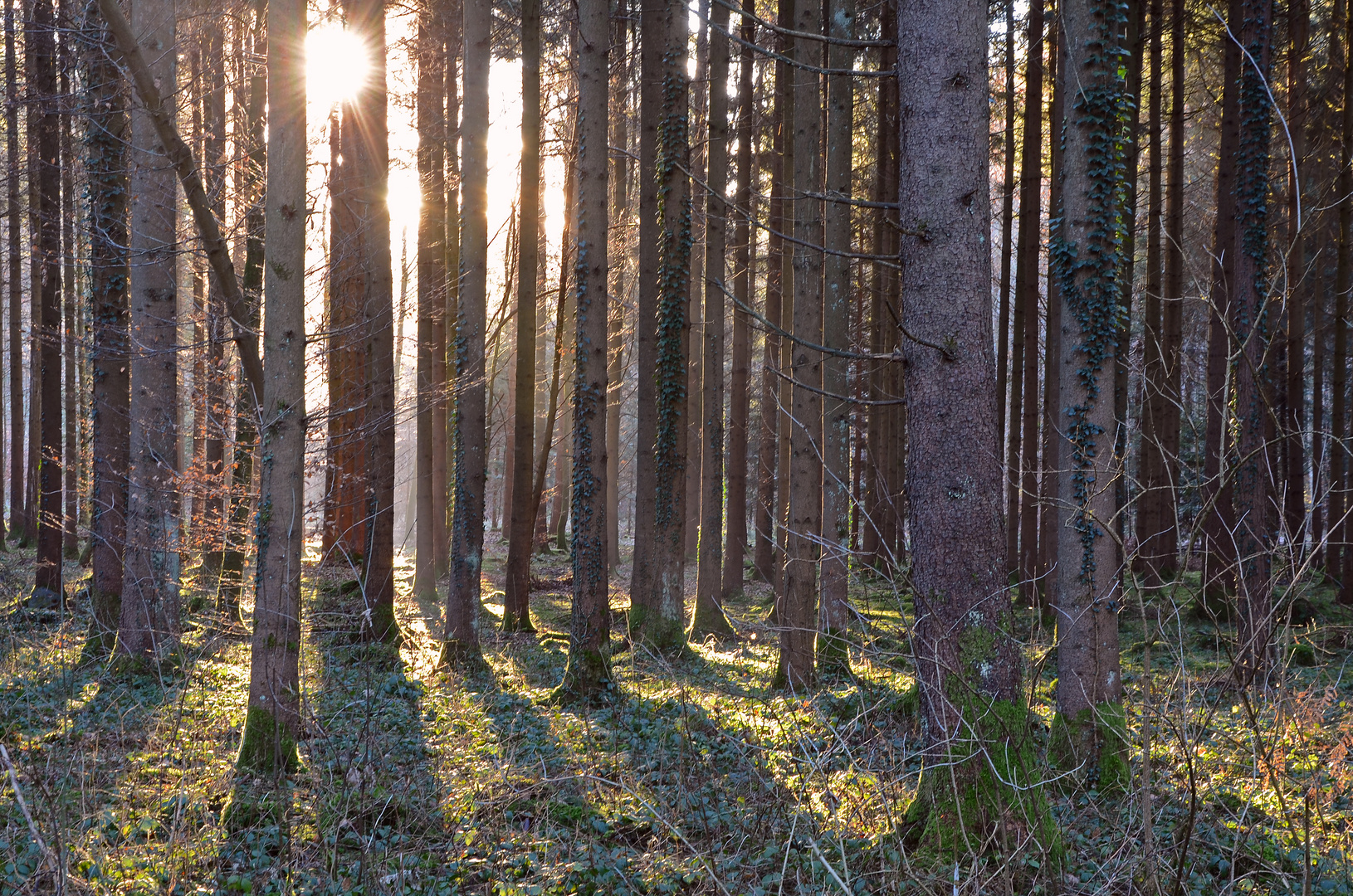 Gegenlicht im Wald