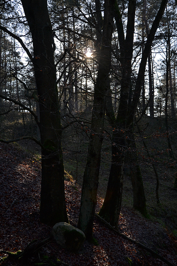 Gegenlicht im Wald