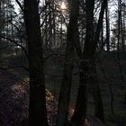 Gegenlicht im Wald