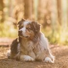 Gegenlicht im Wald