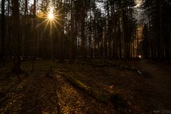 Gegenlicht im Wald