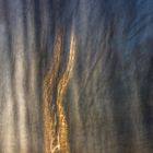 Gegenlicht im Wald in Verbindung mit ICM Fotografie