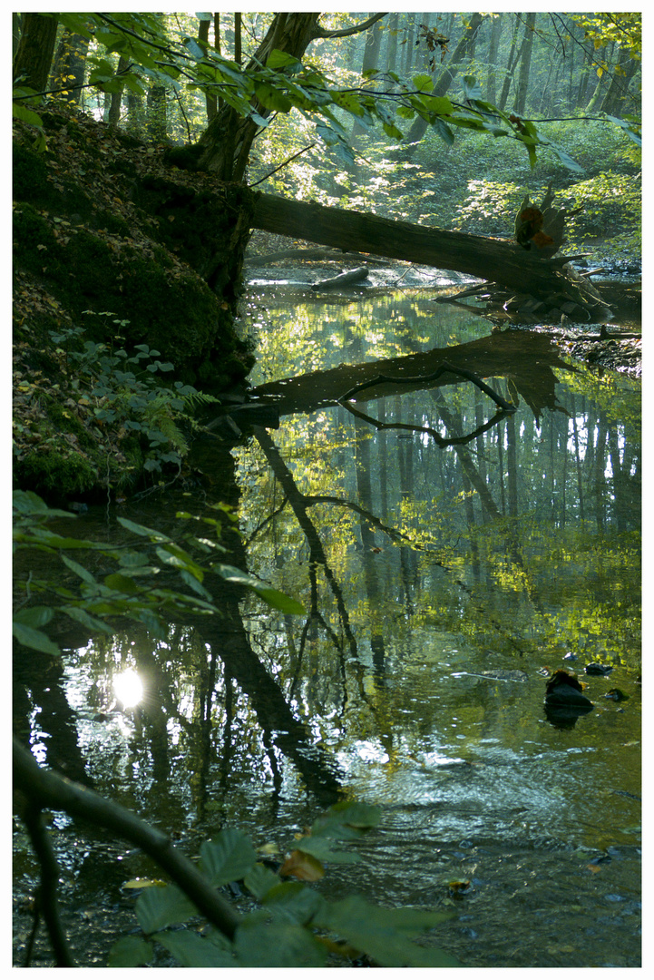 Gegenlicht im Waldwasser