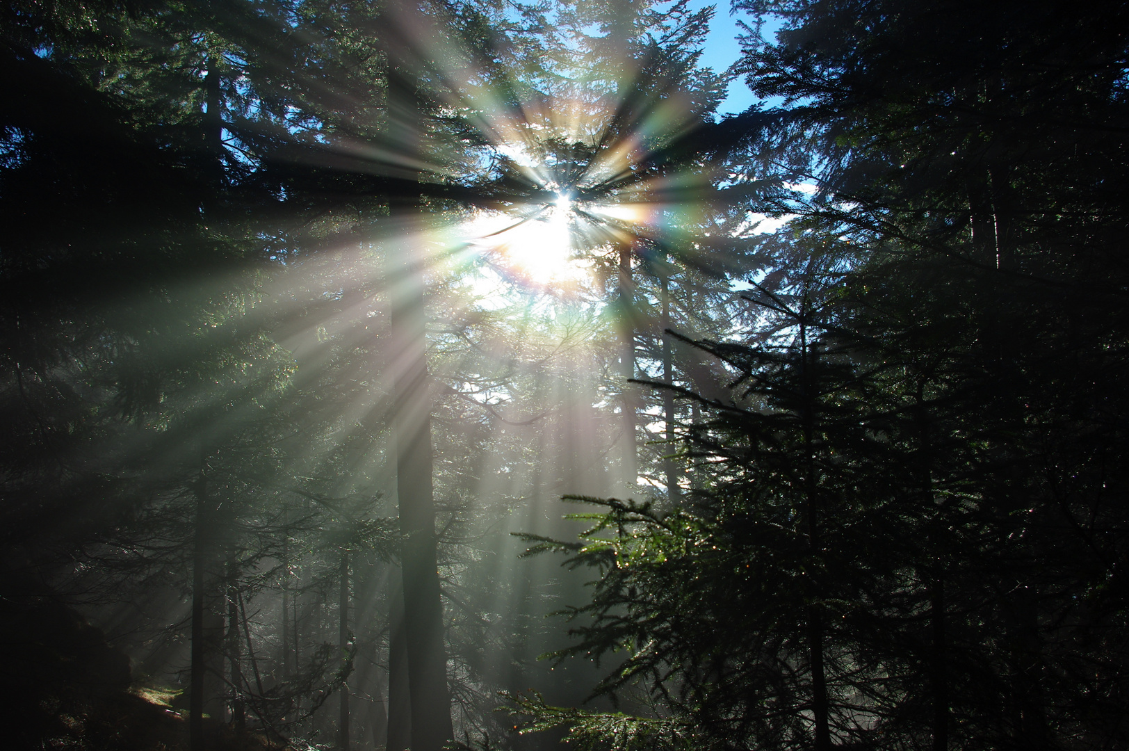 Gegenlicht im Winternebel