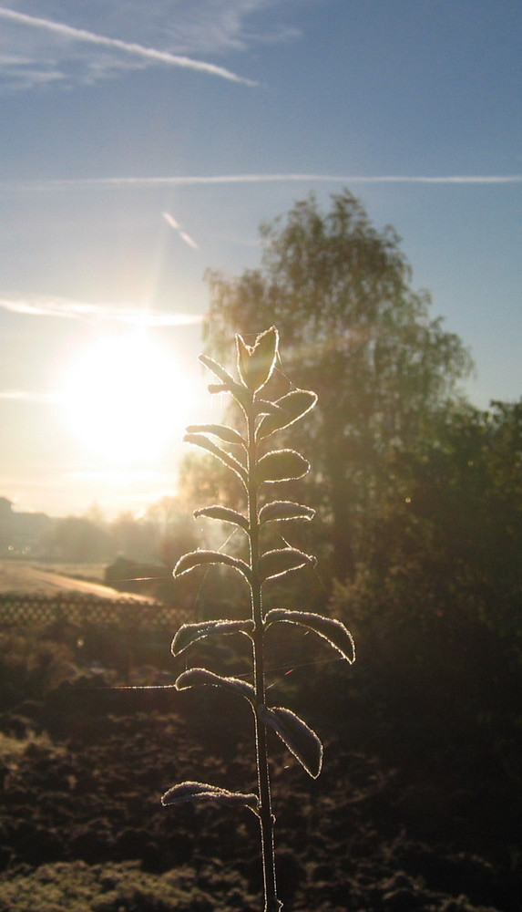 Gegenlicht in Nachbars Garten