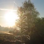 Gegenlicht in Nachbars Garten