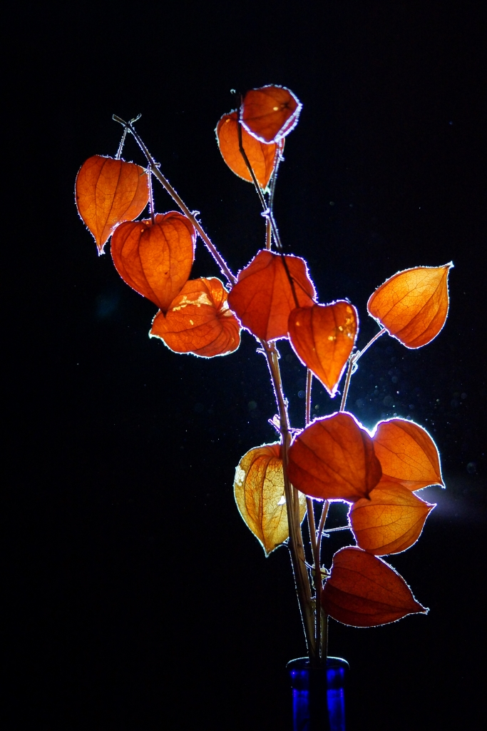 Gegenlicht Physalis 2