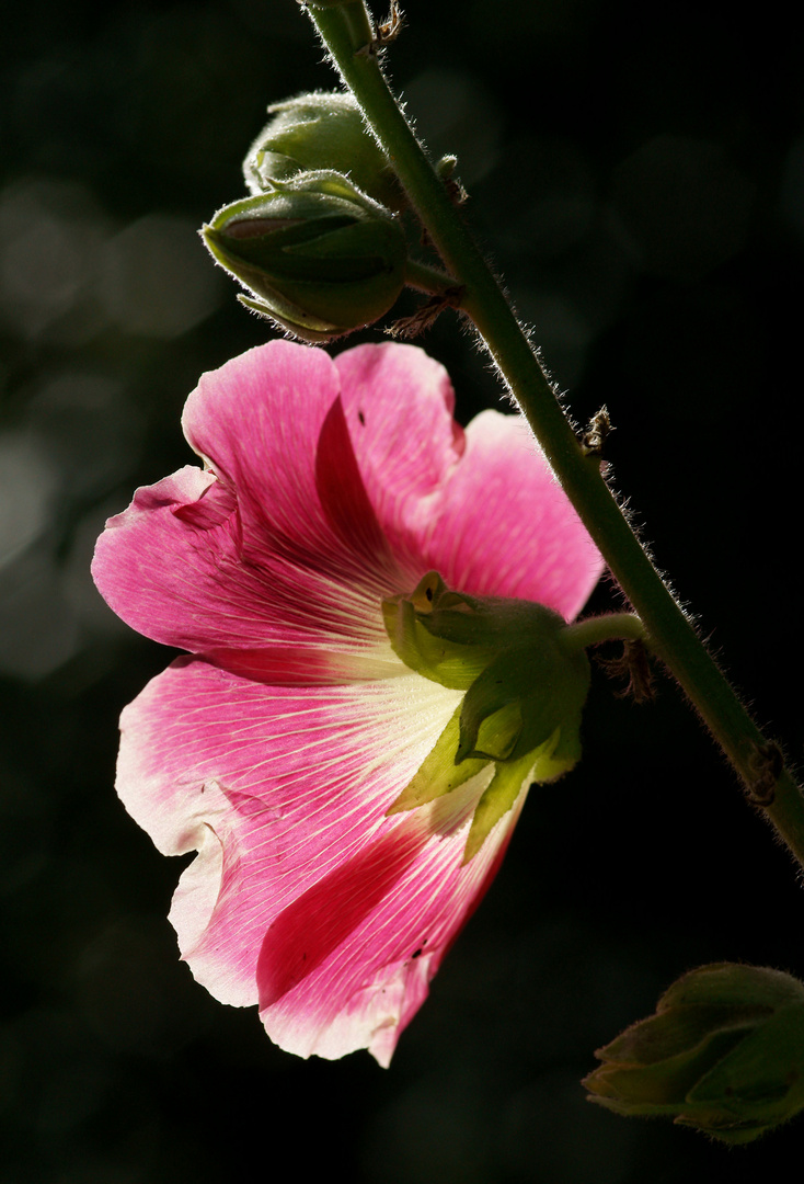 Gegenlicht-Stockrose