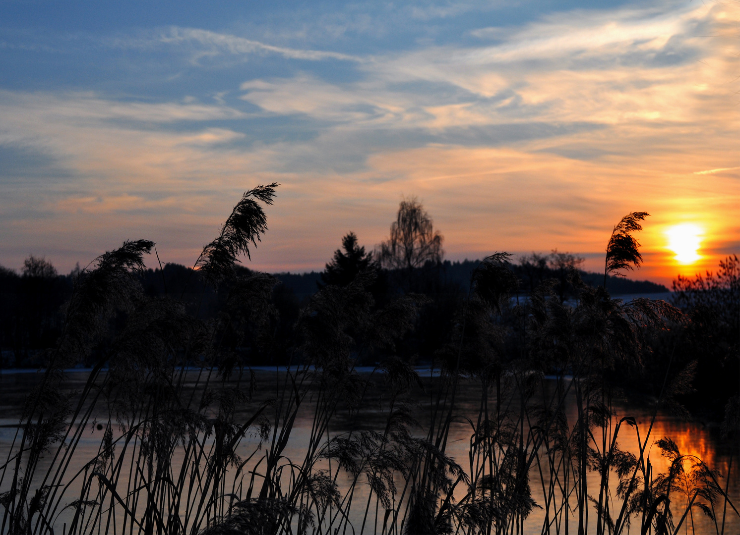 Gegenlicht: Ungeblitzt/At this windy, sunny evening, i feel the nature, is the queen