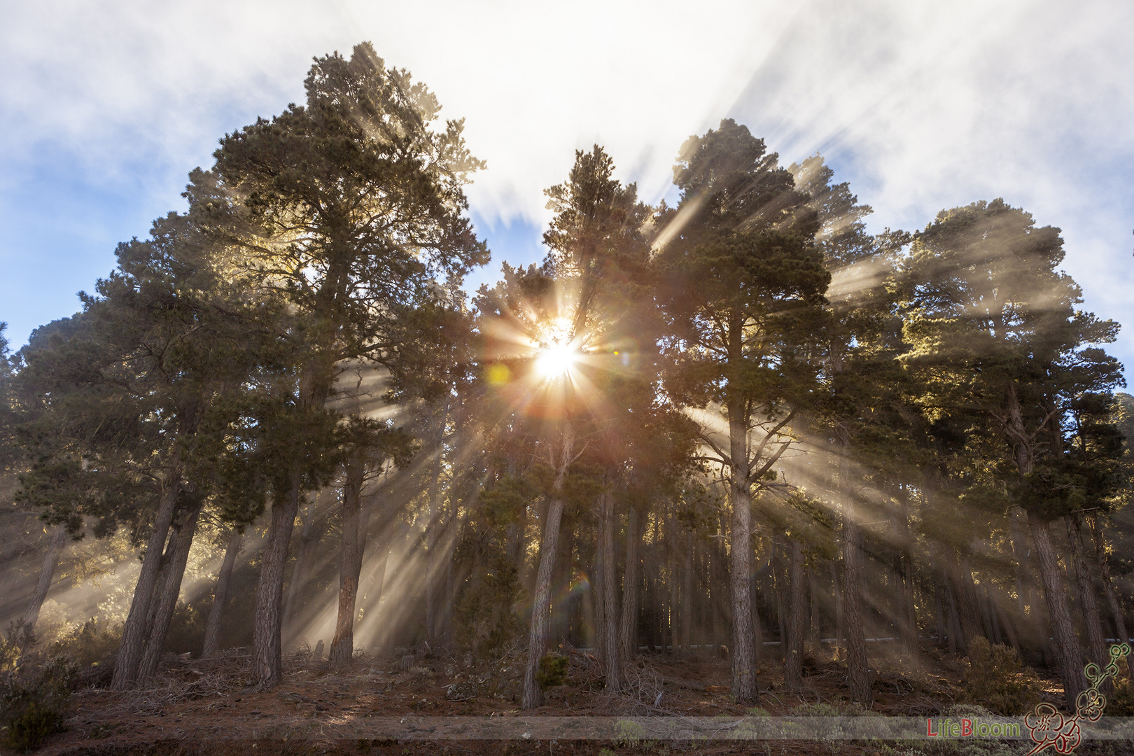 Gegenlicht! Wald! Nebel!