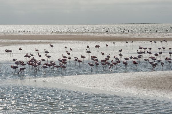 Gegenlicht Walvis Bay Lagune - silver Walvis Bay Lagune