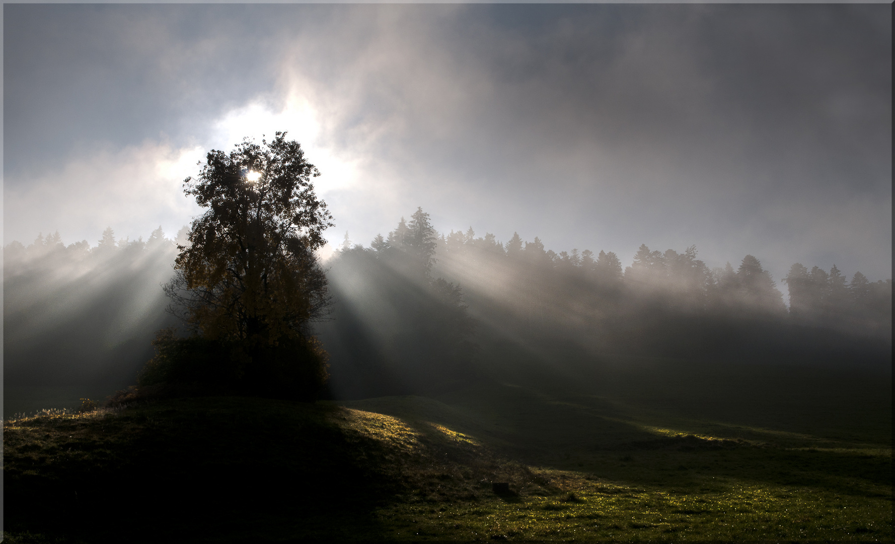 Gegenlichtaufnahme bei Nebel