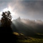 Gegenlichtaufnahme bei Nebel