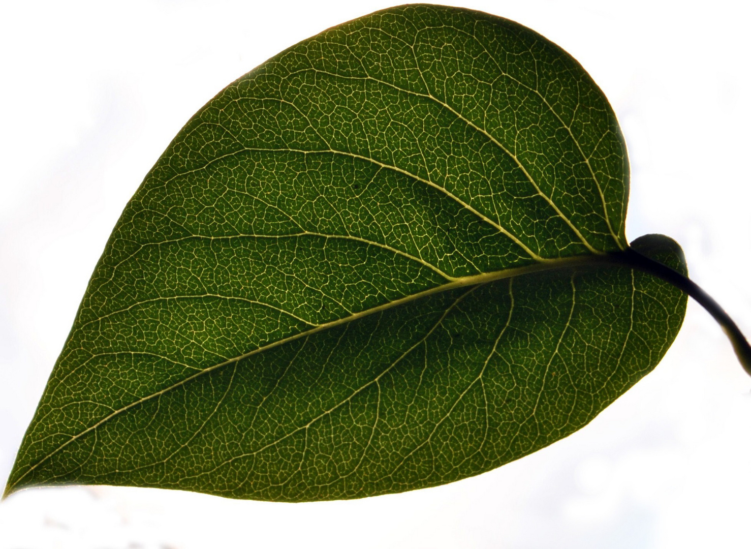 Gegenlichtaufnahme Blatt