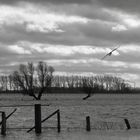 Gegenlichtaufnahme Rheinhochwasser