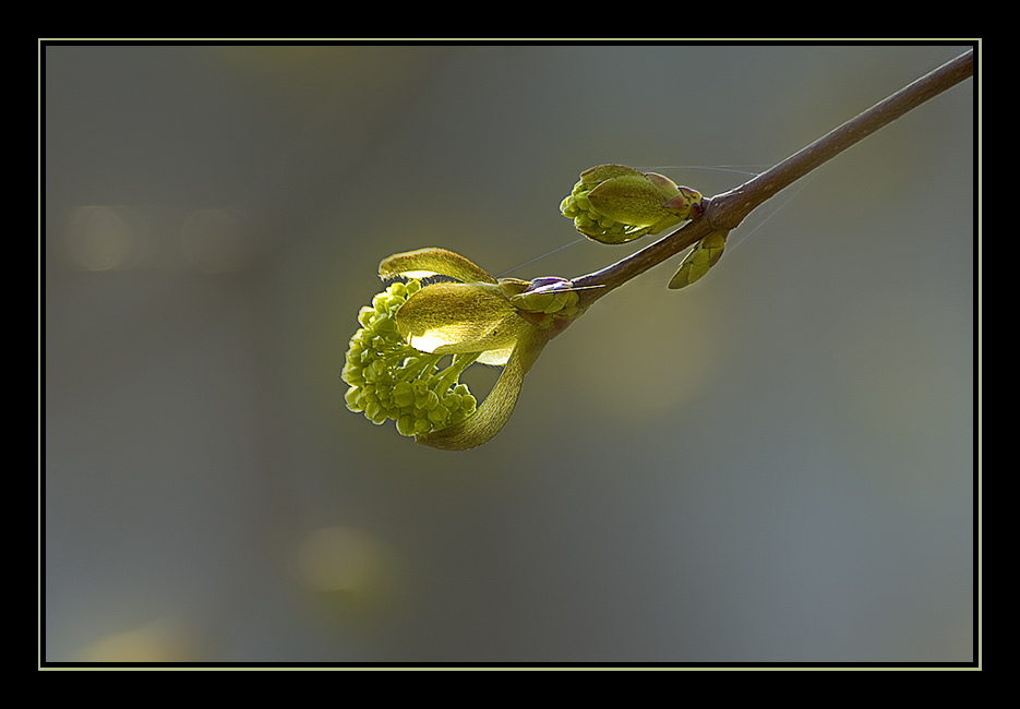 gegenlichtblüte