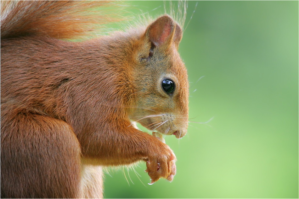 Gegenlichthörnchen